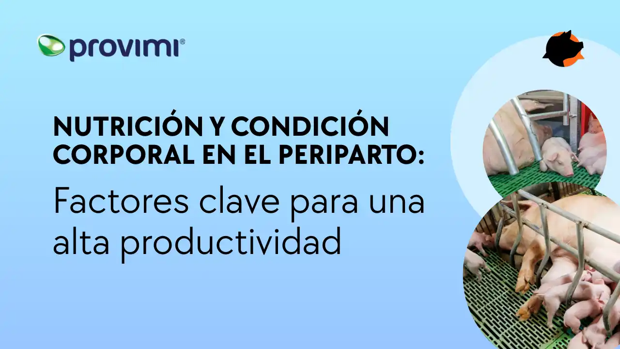 Nutrición y condición corporal en el periparto para alta productividad.