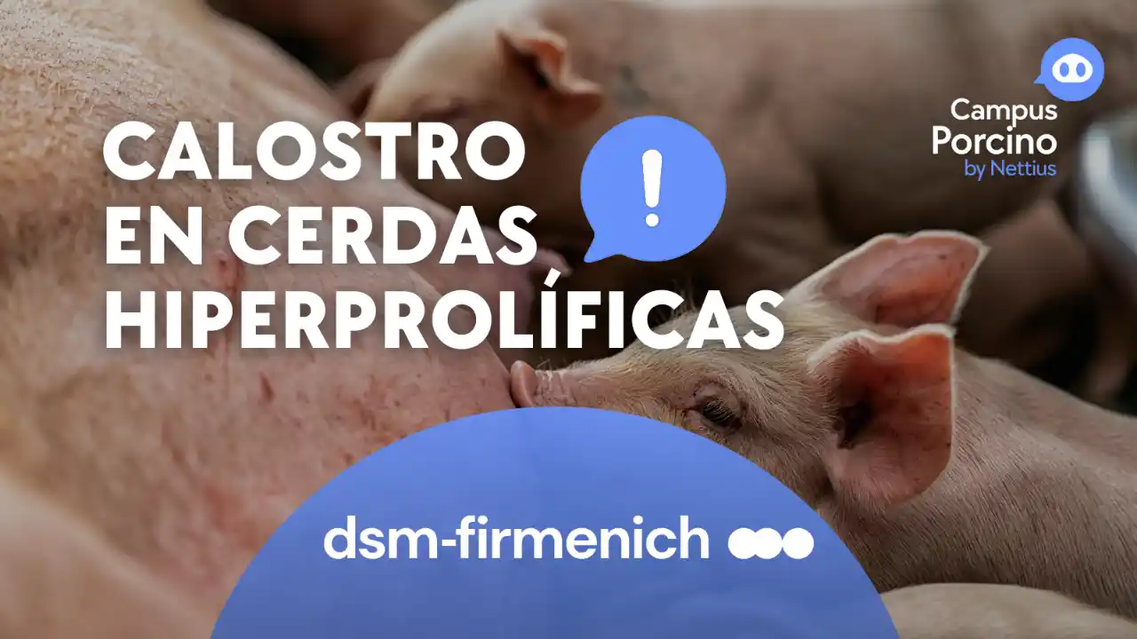 Manejo del calostro en cerdas hiperprolíficas.