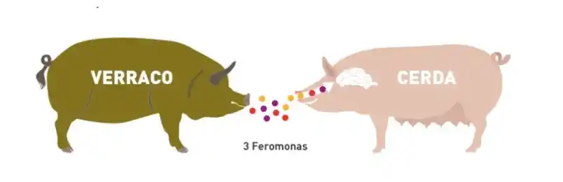 Feromonas en la saliva del verraco y su impacto en la detección de celo.