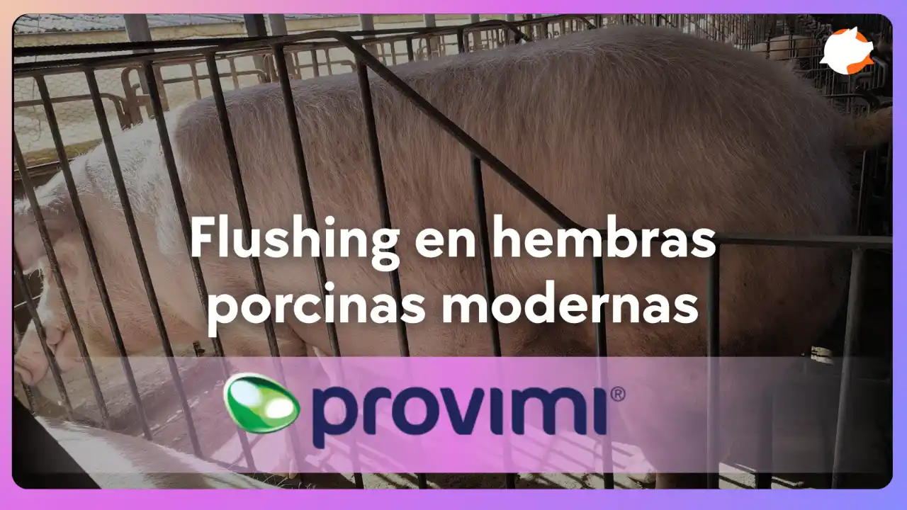 Flushing en hembras porcinas modernas: Nutrición pre-servicio.