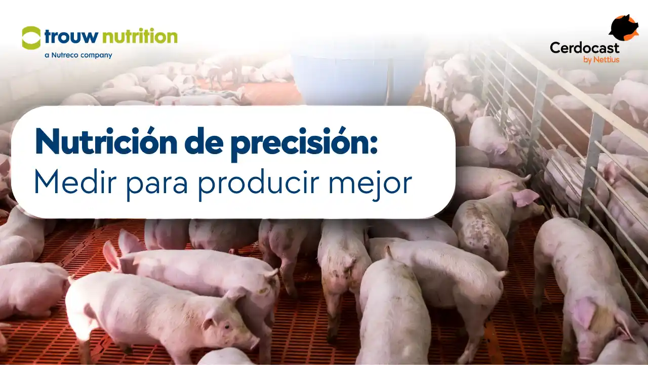 Nutrición de precisión y tecnología en granjas porcinas.