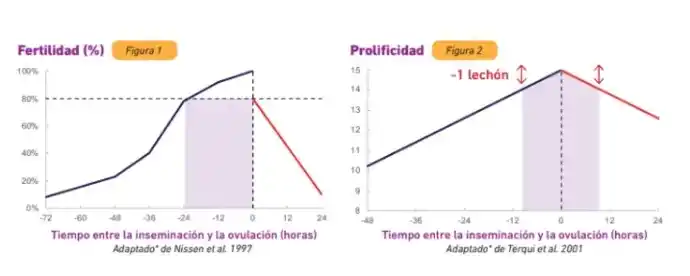 Tiempo entre inseminación y ovulación en cerdas.