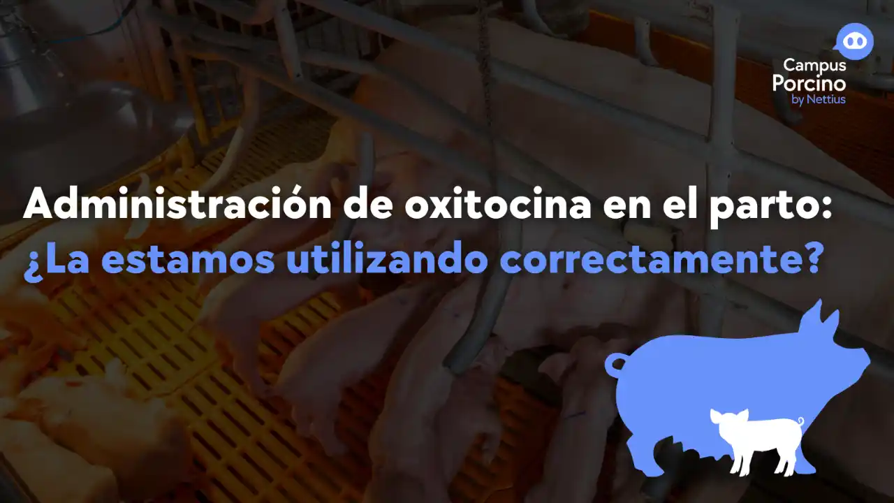 Administración de oxitocina en el parto en cerdas.