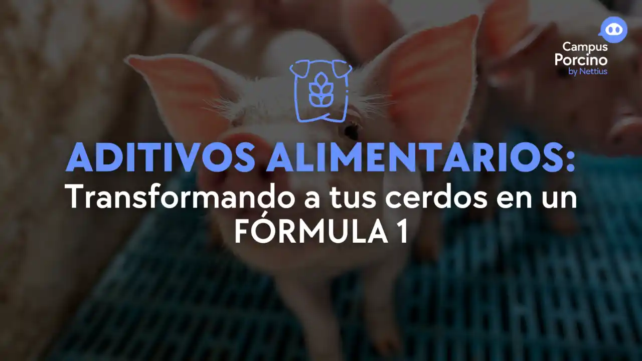 Aditivos alimentarios y su impacto en el rendimiento de los cerdos.