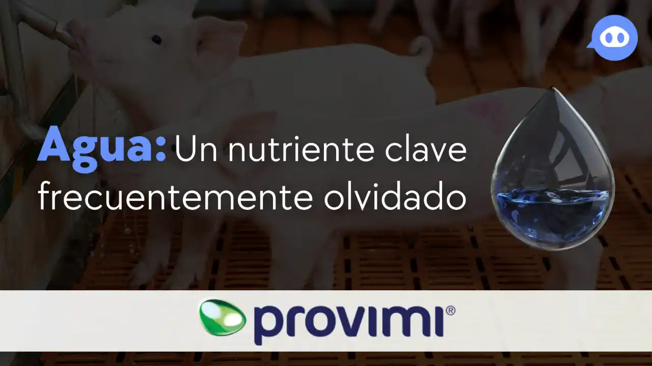 Importancia del agua como nutriente esencial en la producción porcina.