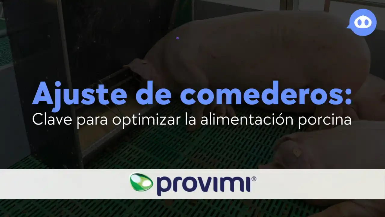Ajuste de comederos y su impacto en la alimentación porcina.