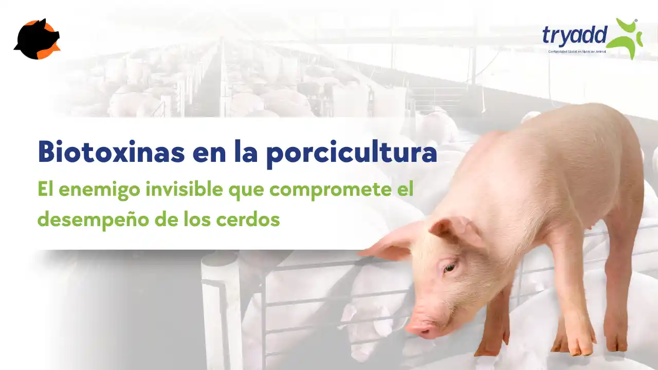 Biotoxinas en la porcicultura y su impacto en el desempeño de los cerdos.