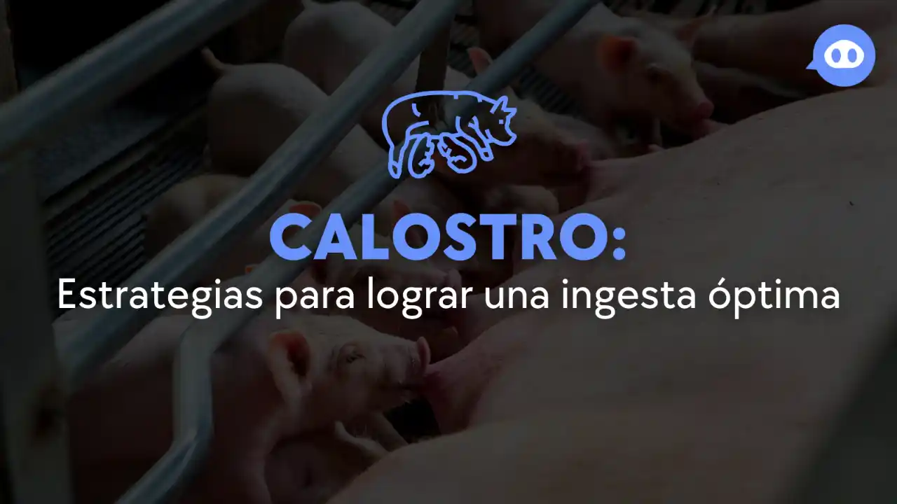 Ingesta óptima de calostro en lechones.
