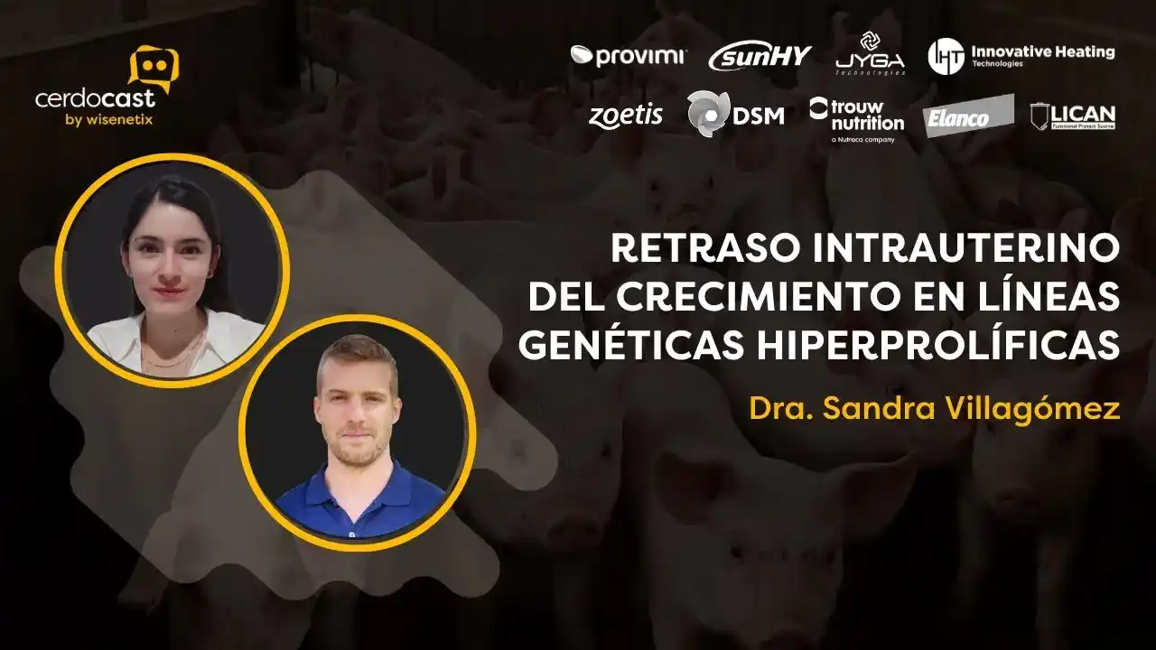 Retraso intrauterino del crecimiento en cerdas hiperprolíficas.