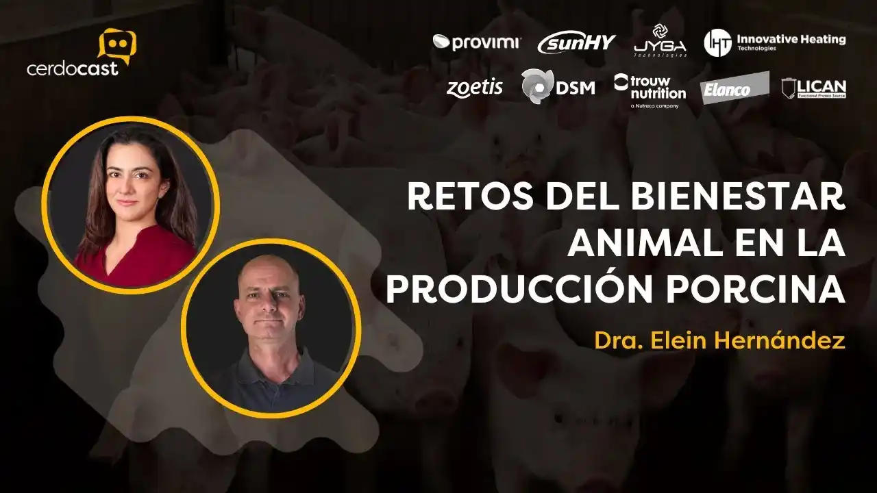Retos del bienestar animal en la producción porcina - Dra. Elein Hernández.