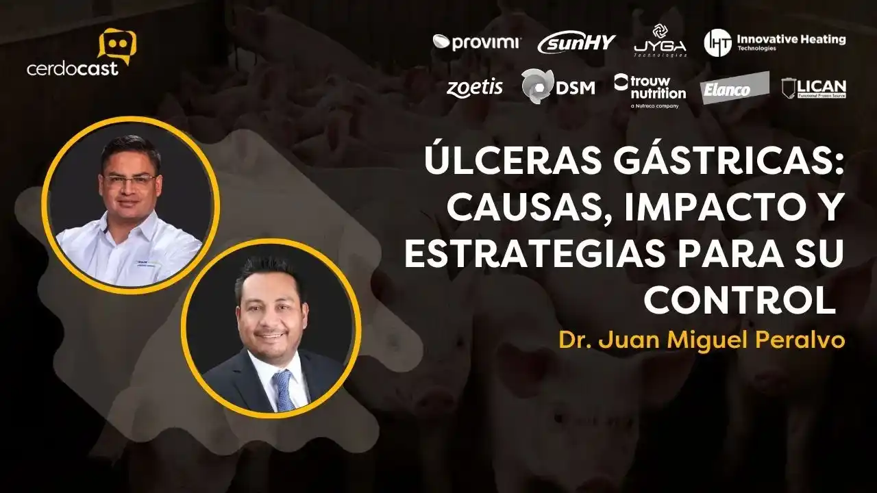Úlceras gástricas en cerdos: causas, impacto y control - Dr. Juan Miguel Peralvo.
