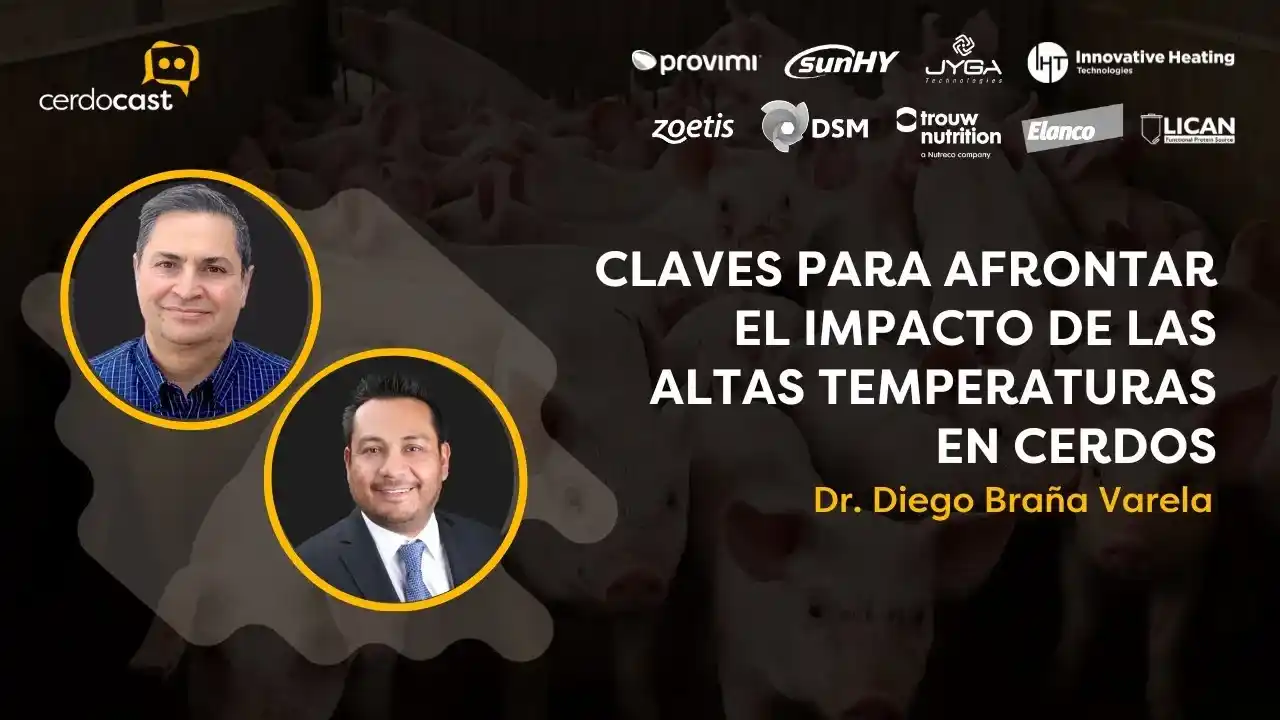 Claves para afrontar el impacto de las altas temperaturas en cerdos.