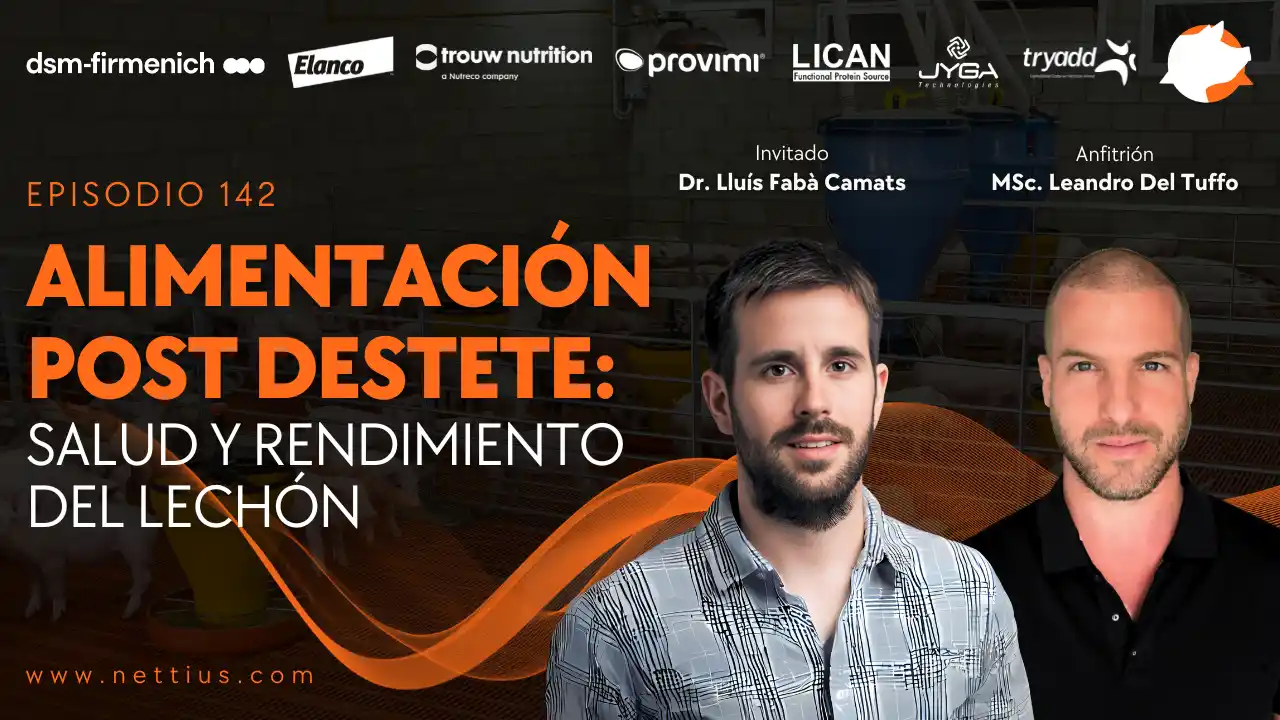 Alimentación post destete y su impacto en la salud y rendimiento del lechón - Dr. Lluís Fabà Camats.
