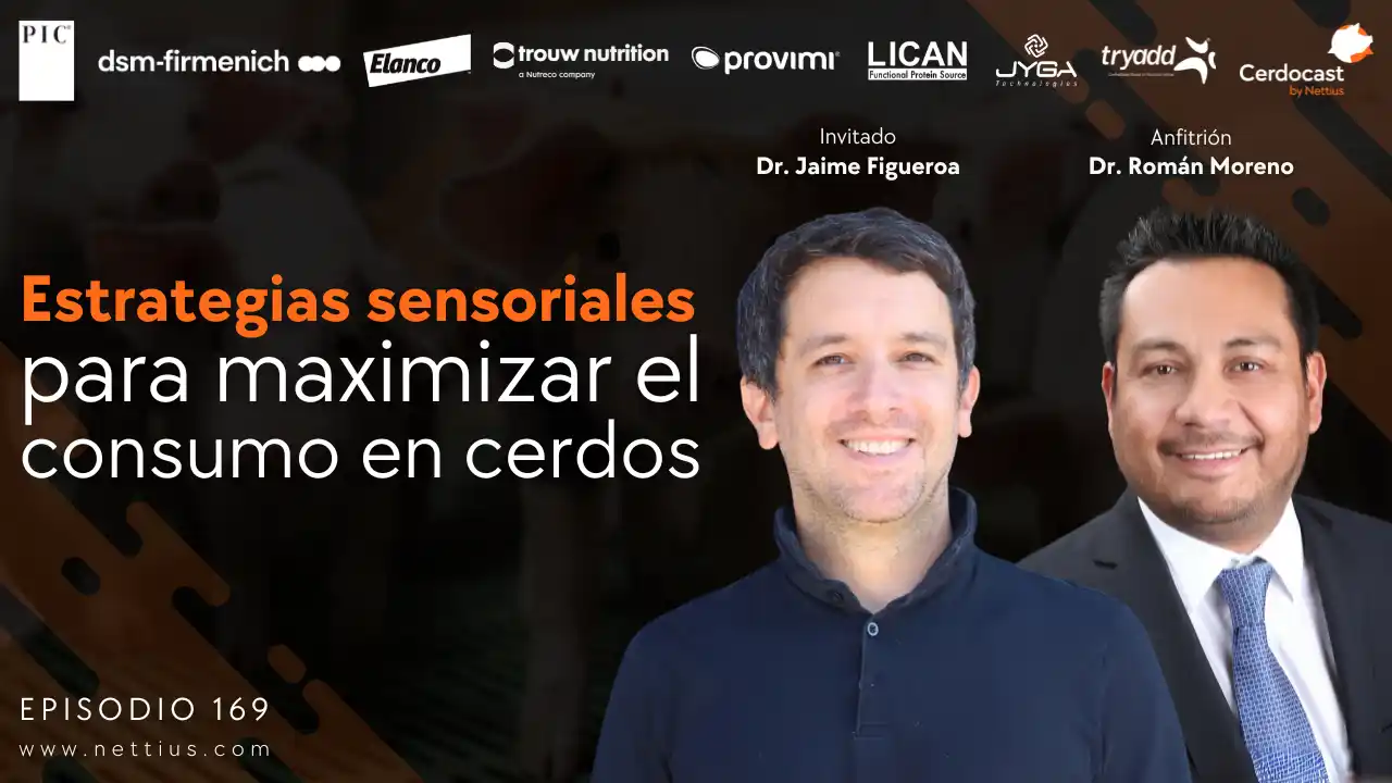 Estrategias sensoriales para maximizar el consumo en cerdos - Dr. Jaime Figueroa.