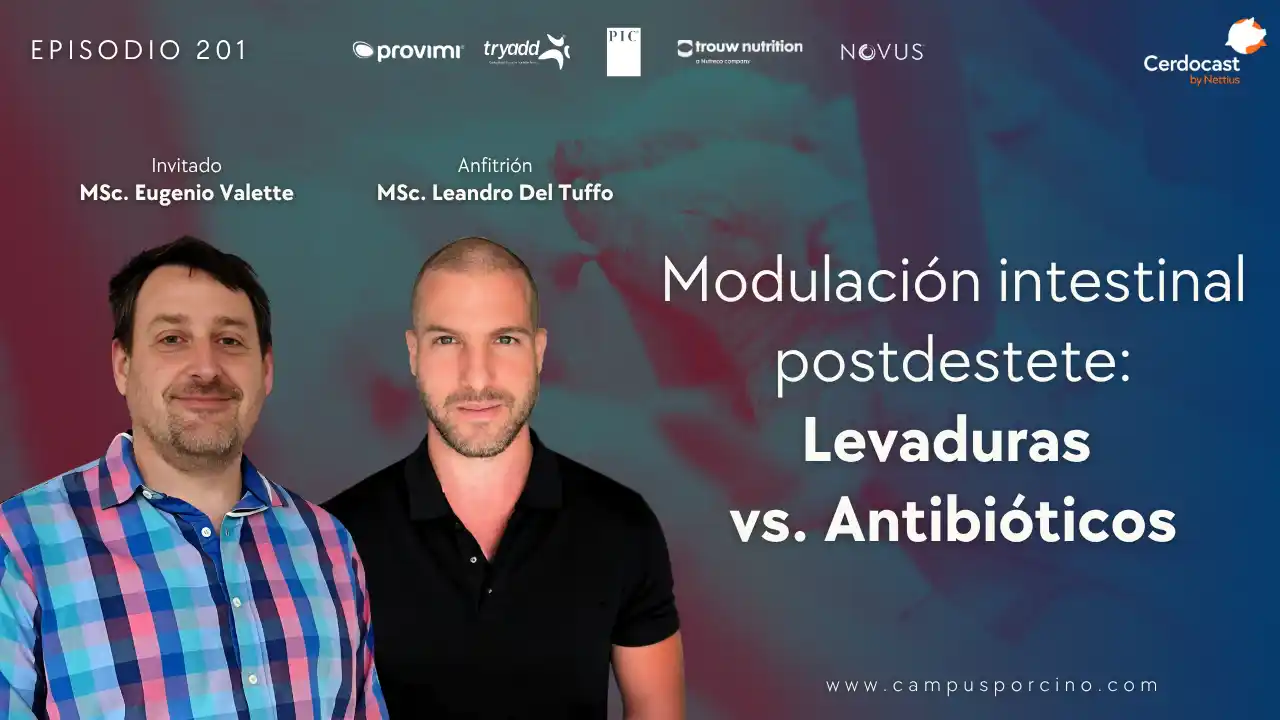 Modulación intestinal postdestete: Levaduras vs. Antibióticos - MSc. Eugenio Valette.