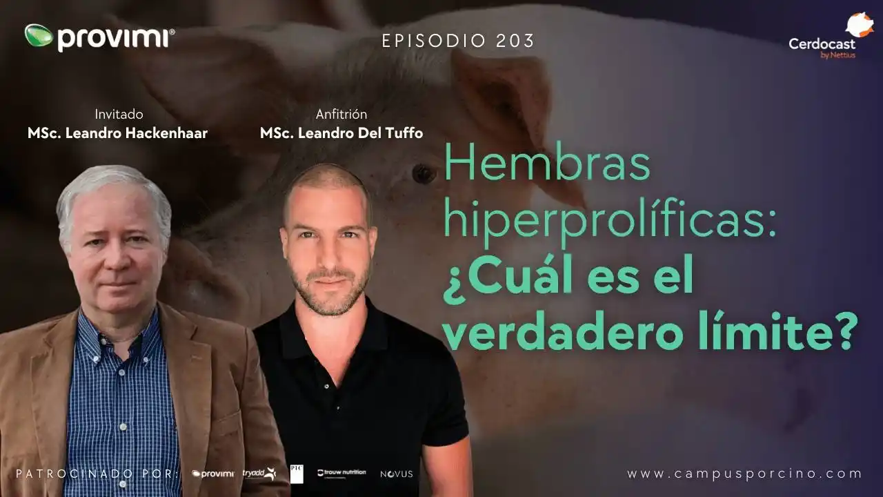 Hembras hiperprolíficas: ¿Cuál es el límite? - MSc. Leandro Hackenhaar.