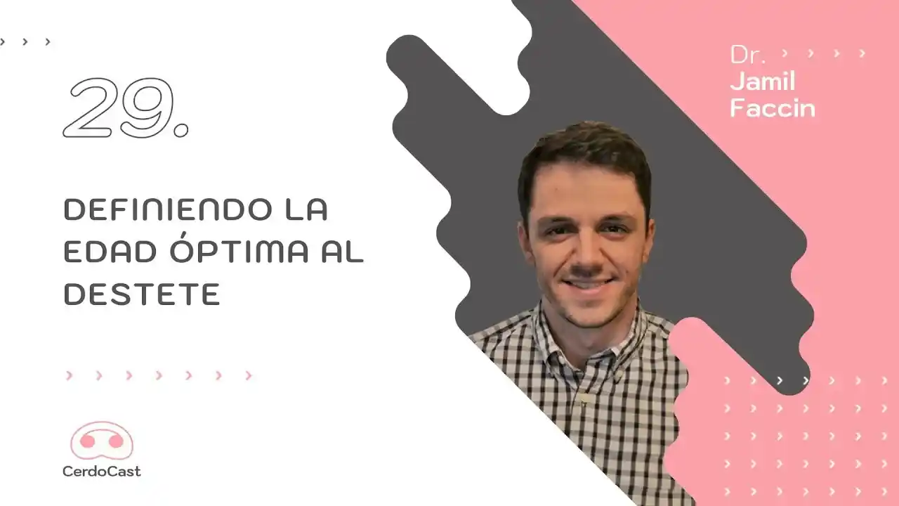 Edad óptima al destete en cerdos según el Dr. Jamil Faccin.
