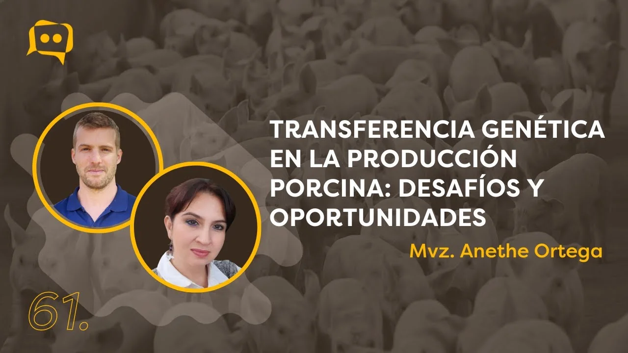 Transferencia genética y mejora productiva en porcicultura según la MVZ. Anethe Ortega.
