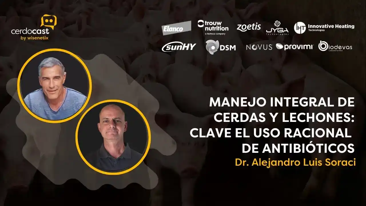 Manejo integral de cerdas y lechones con uso racional de antibióticos - Dr. Soraci.