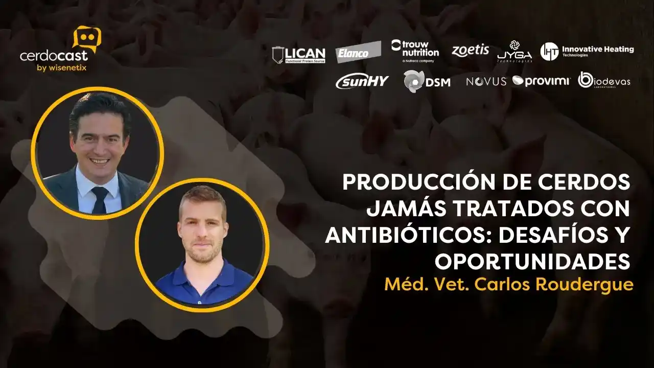 Producción de cerdos sin antibióticos: desafíos y oportunidades.