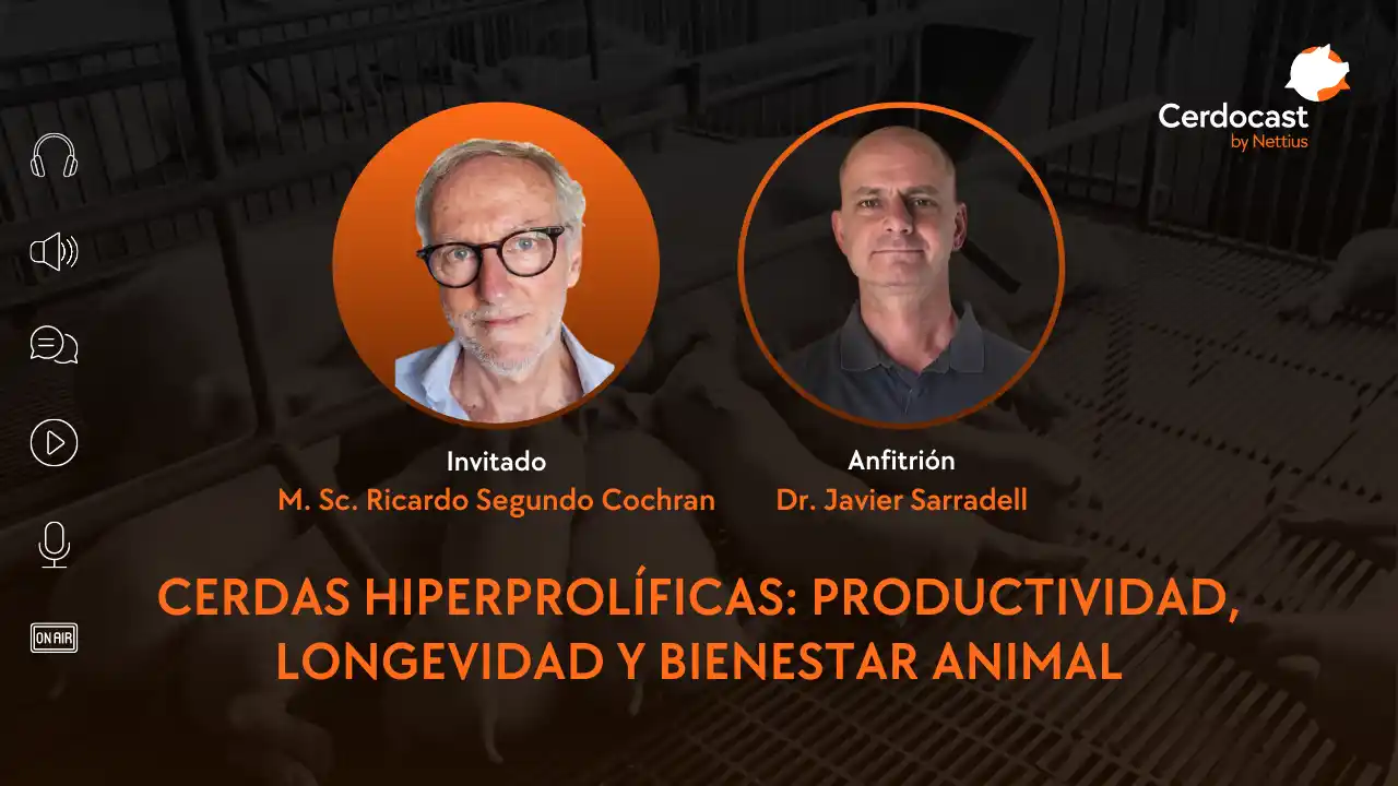 Cerdas hiperprolíficas: productividad, longevidad y bienestar animal - M.Sc. Ricardo Segundo Cochran.