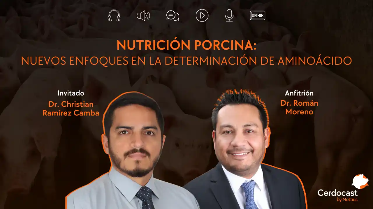 Nuevos enfoques en la determinación de aminoácidos en nutrición porcina.