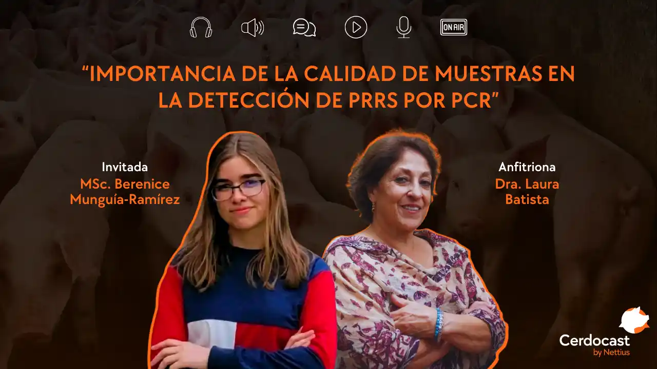 Calidad de muestras en la detección de PRRS por PCR.
