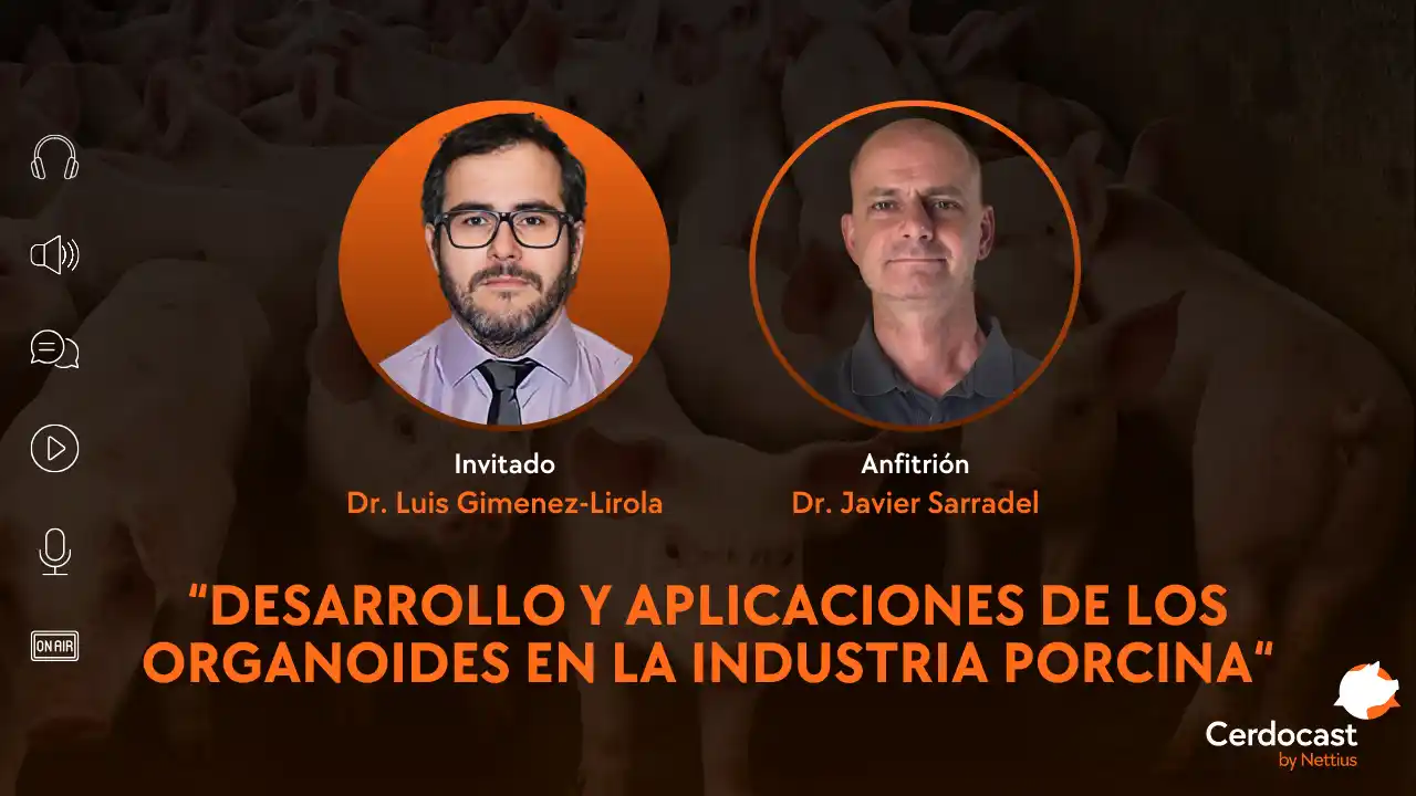Desarrollo y aplicaciones de los organoides en la industria porcina - Dr. Luis Gimenez-Lirola.
