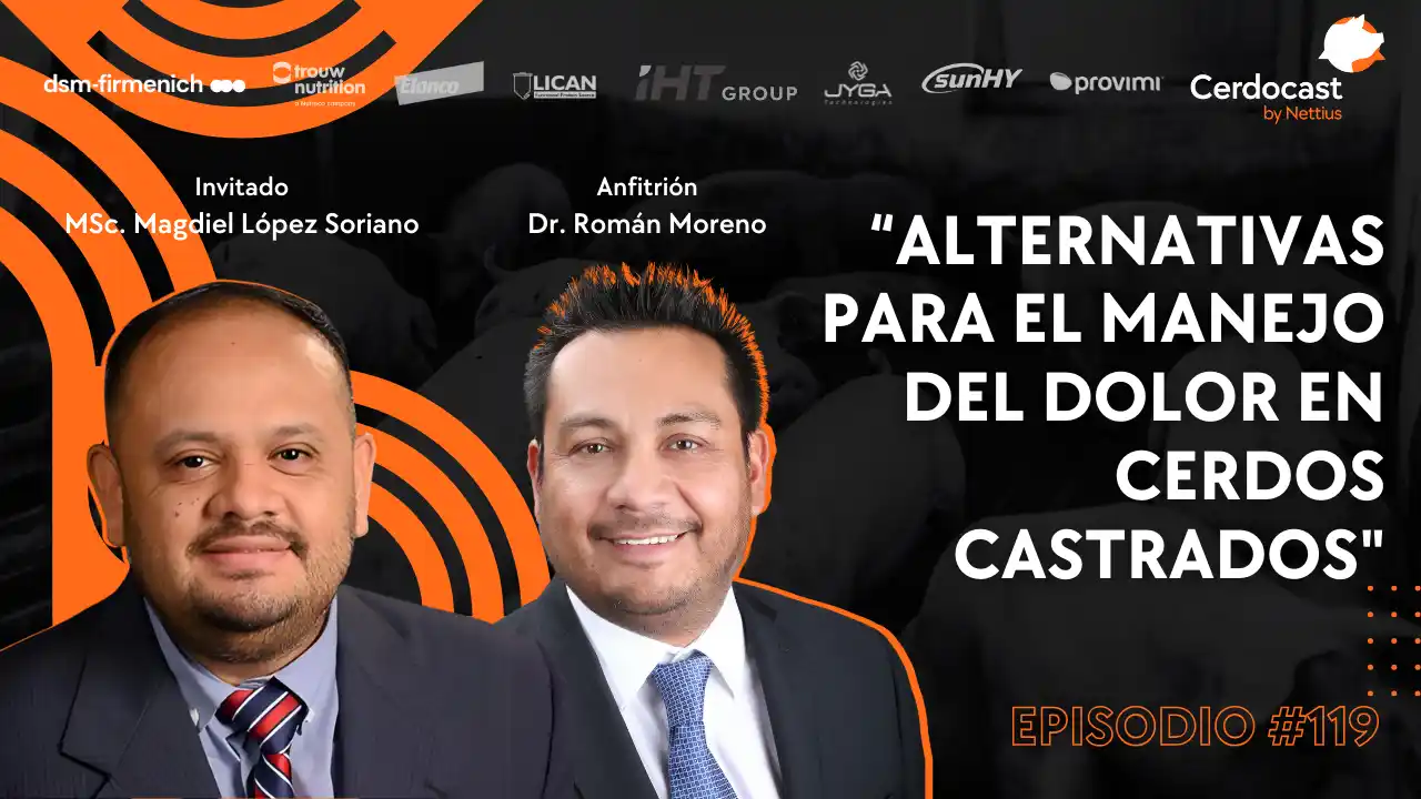 Manejo del dolor en cerdos castrados - MSc. Magdiel López Soriano.