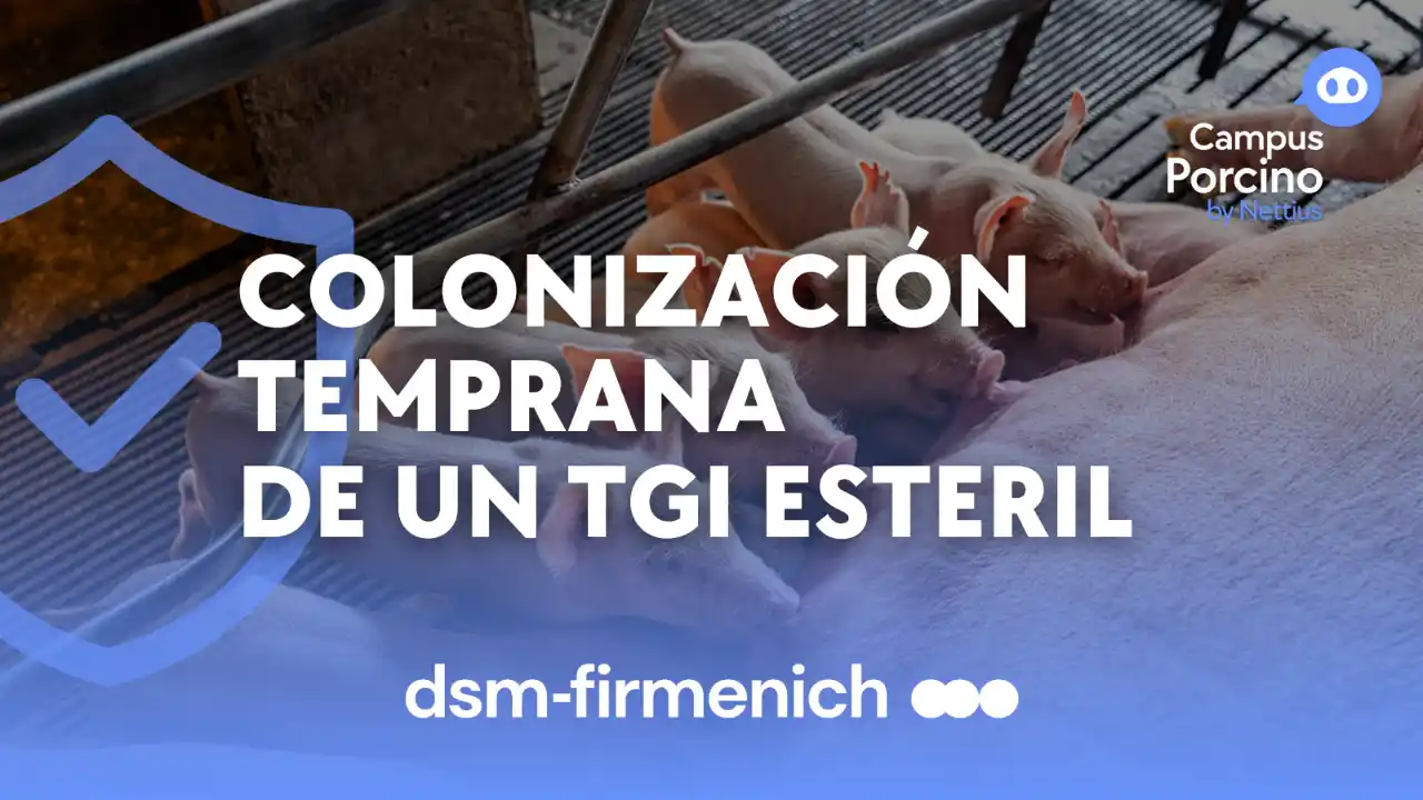Colonización temprana del tracto gastrointestinal estéril en cerdos.