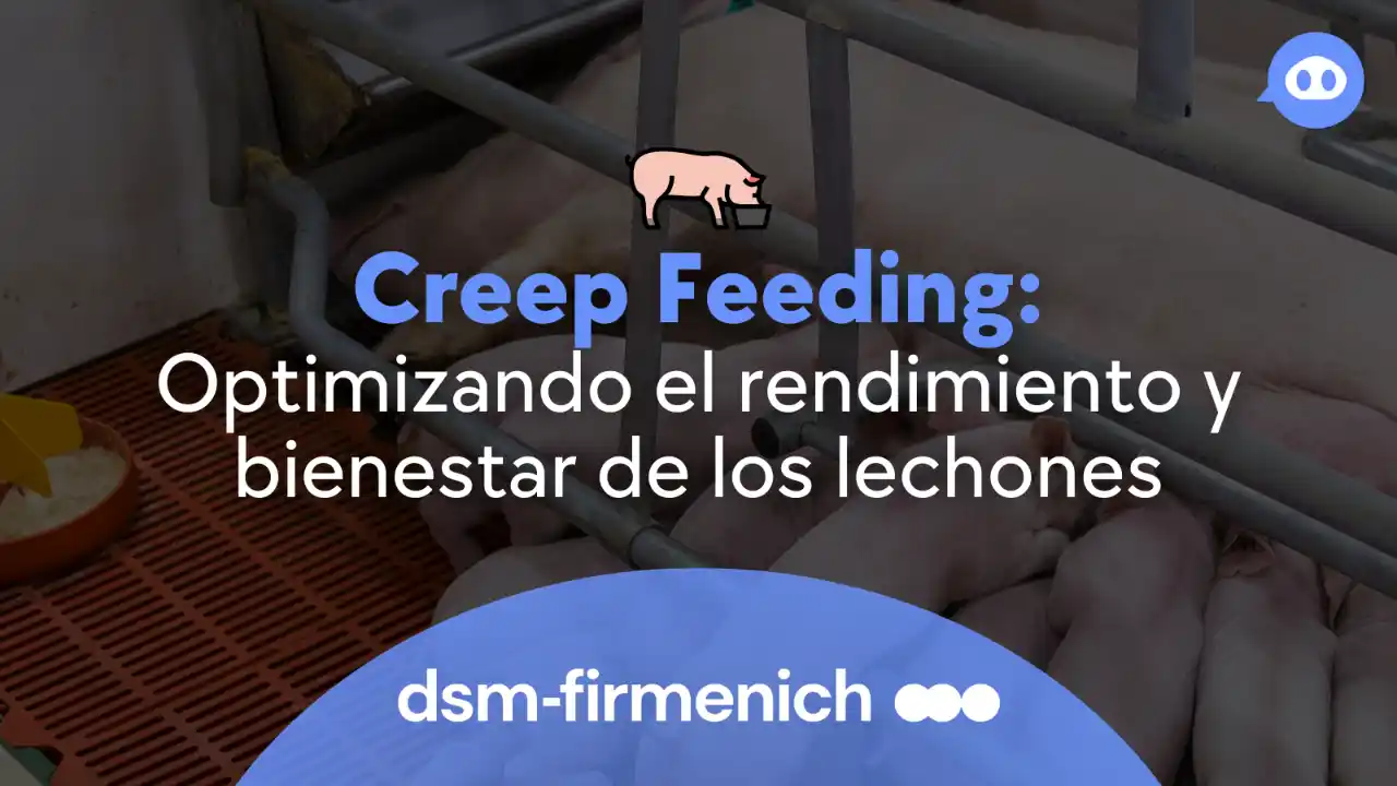 Creep feeding como estrategia para mejorar el rendimiento y bienestar de los lechones.