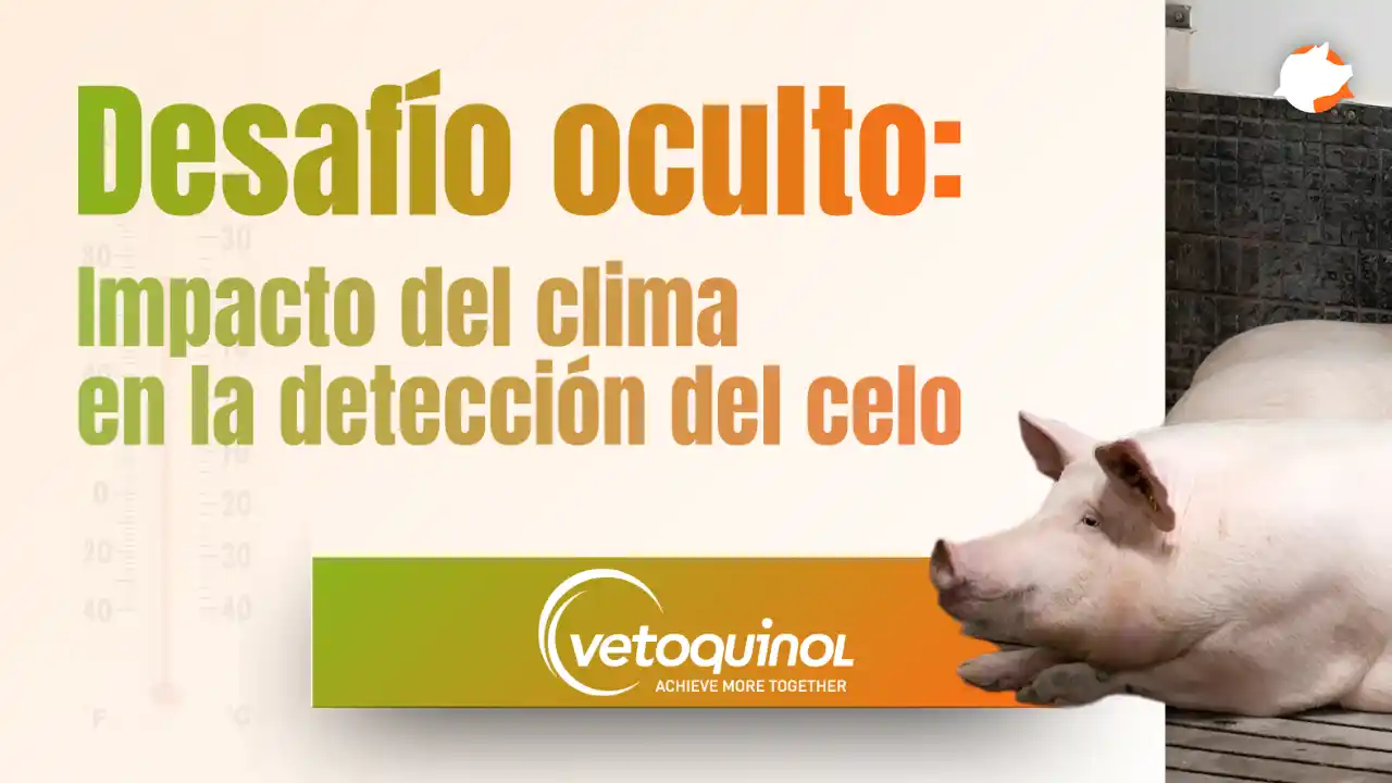 Detección de celo en cerdas durante el verano y sus desafíos productivos.