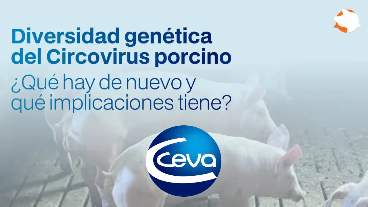 Diversidad genética del Circovirus porcino y sus implicaciones.