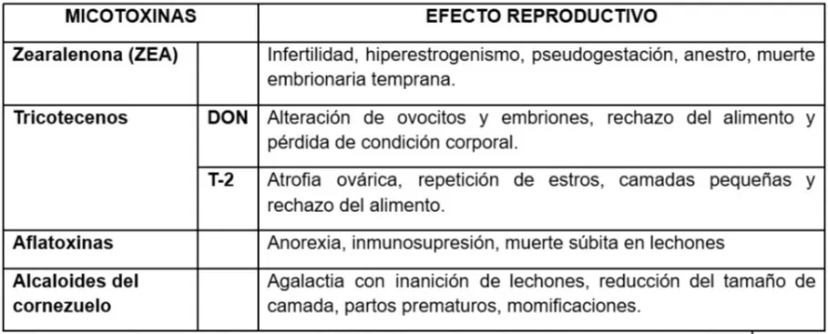 Efecto reproductivo de micotoxinas en dietas porcinas.