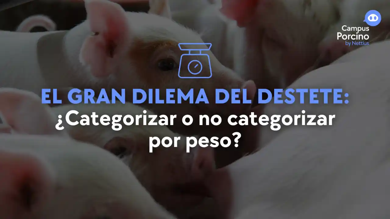 Categorización por peso al destete y su impacto productivo.