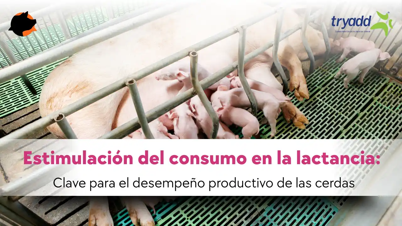 Estimulación del consumo en la lactancia para mejorar el desempeño de las cerdas.