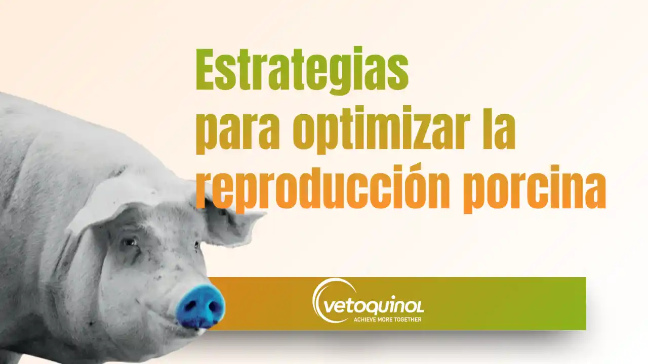 Estrategias para optimizar la reproducción en cerdos.