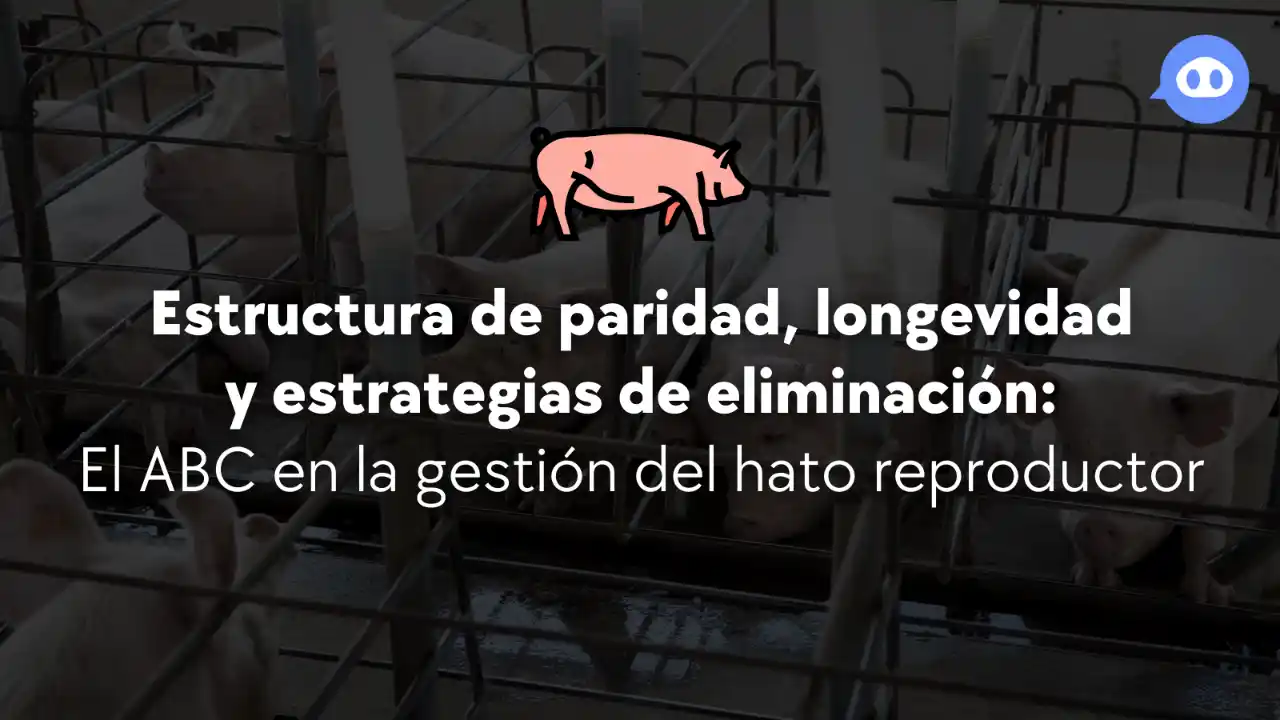 Gestión del hato reproductor: paridad, longevidad y estrategias de eliminación.