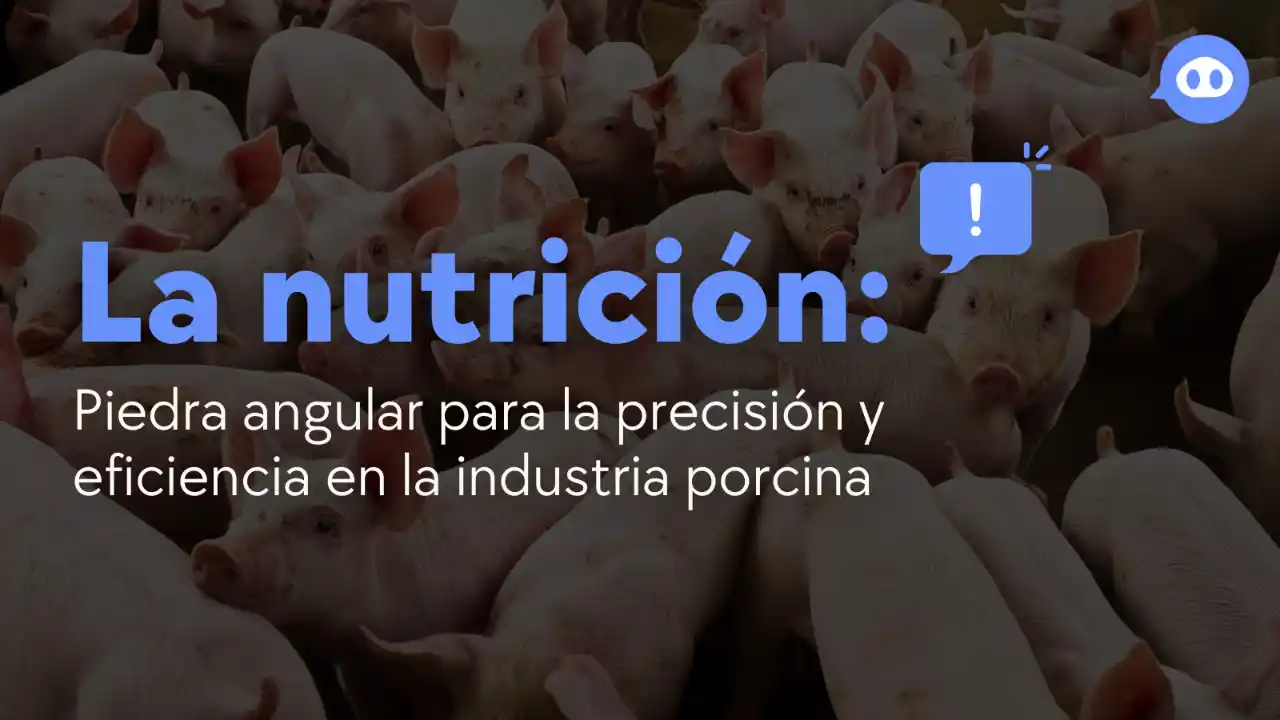 La nutrición como base de la eficiencia y precisión en la producción porcina.