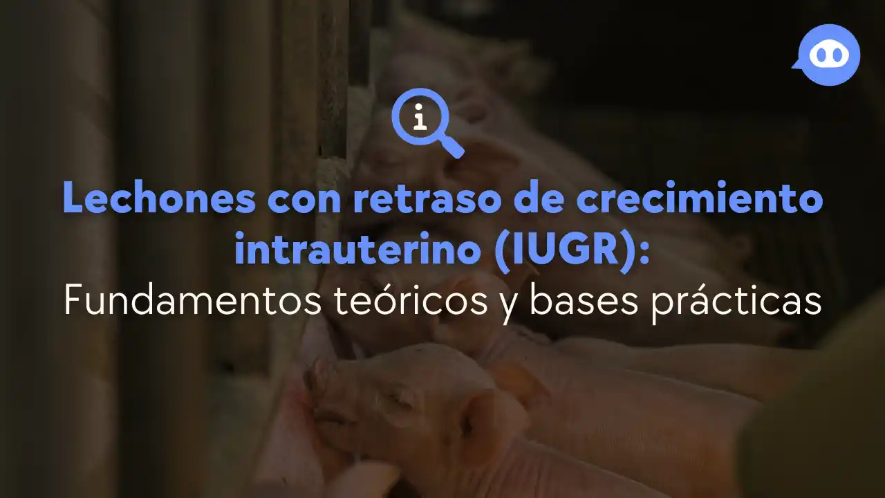 Lechones con retraso de crecimiento intrauterino y su manejo productivo.
