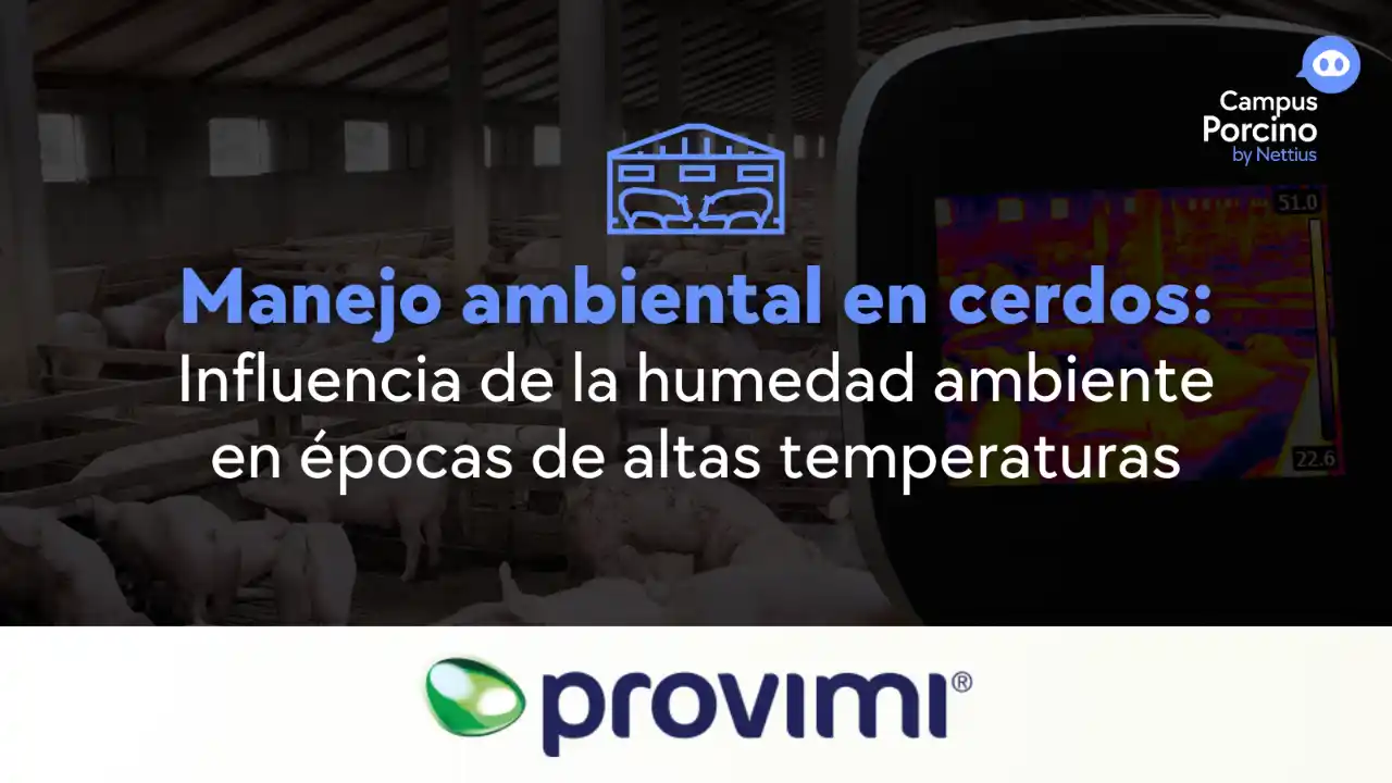 Influencia de la humedad ambiental en el manejo térmico de cerdos.