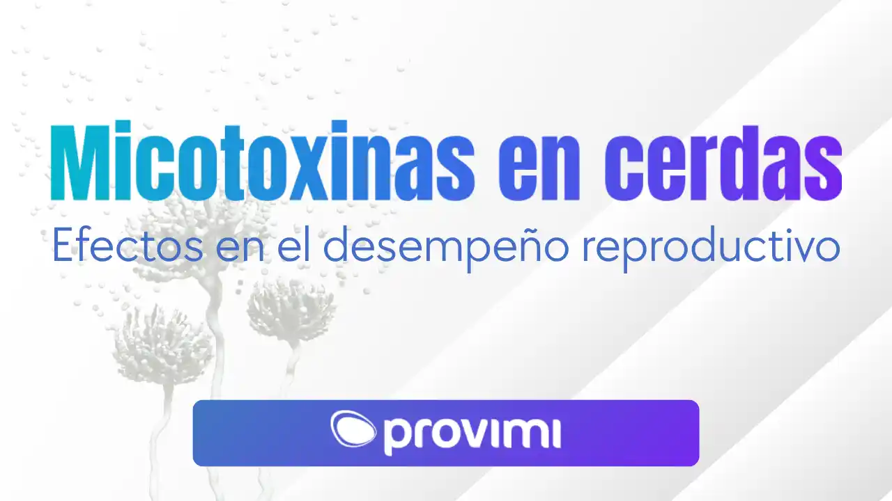 Efectos de las micotoxinas en el desempeño reproductivo de las cerdas.