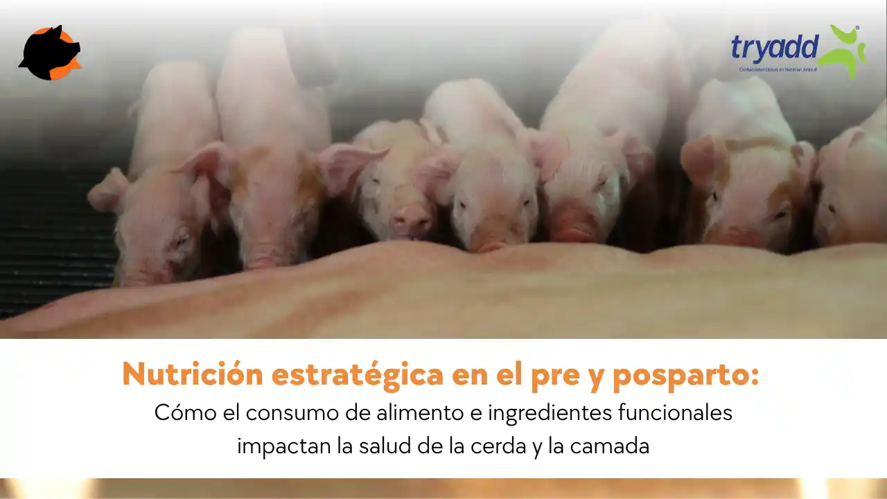 Nutrición estratégica en el pre y posparto para mejorar la salud de la cerda y la camada.