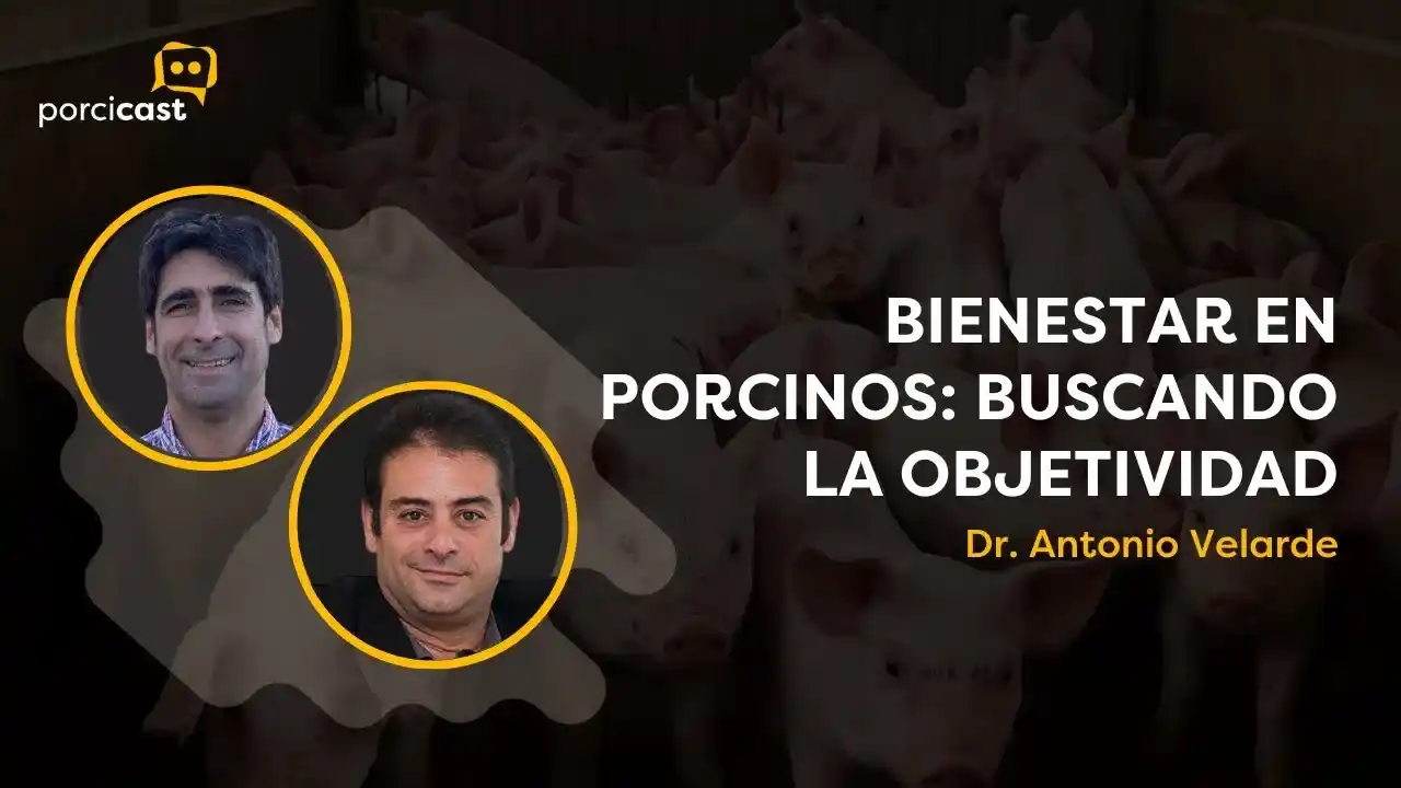 Bienestar en porcinos y evaluación objetiva según el Dr. Antonio Velarde.