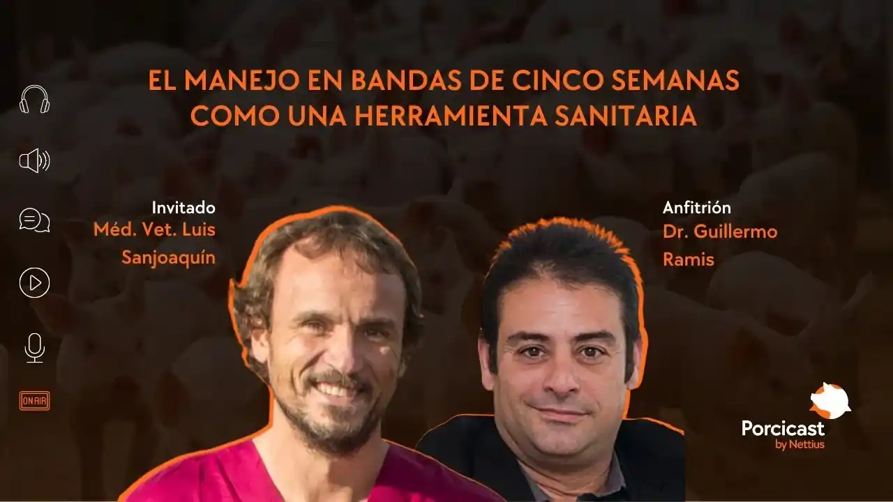 Manejo en bandas de cinco semanas como estrategia sanitaria en porcicultura.