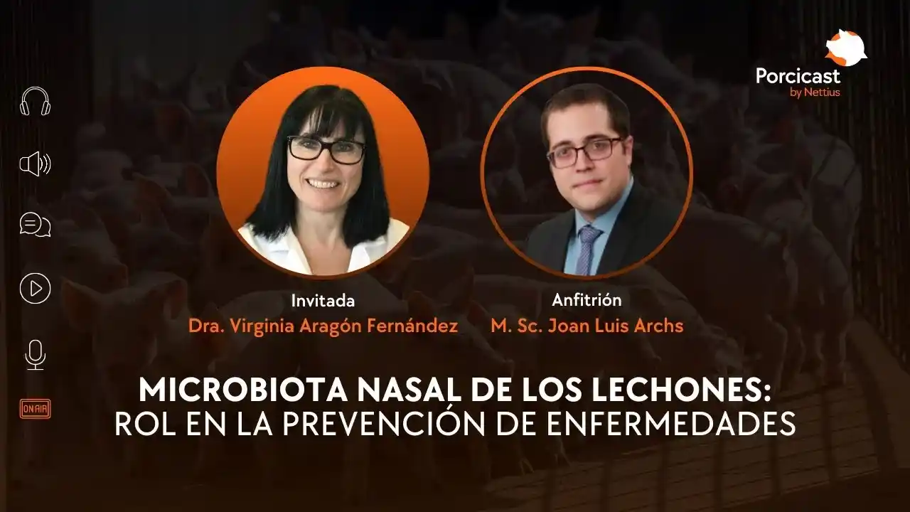 Microbiota nasal en lechones y su rol en la prevención de enfermedades porcinas.