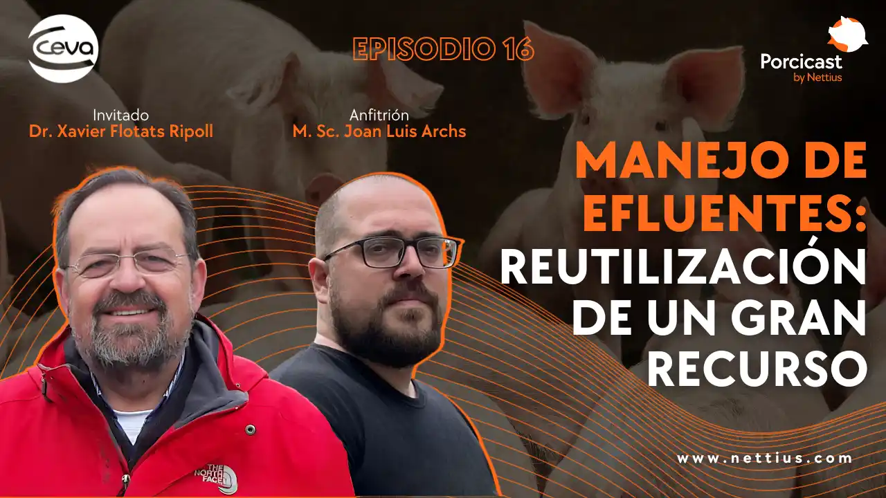 Manejo y reutilización de efluentes en la producción porcina.