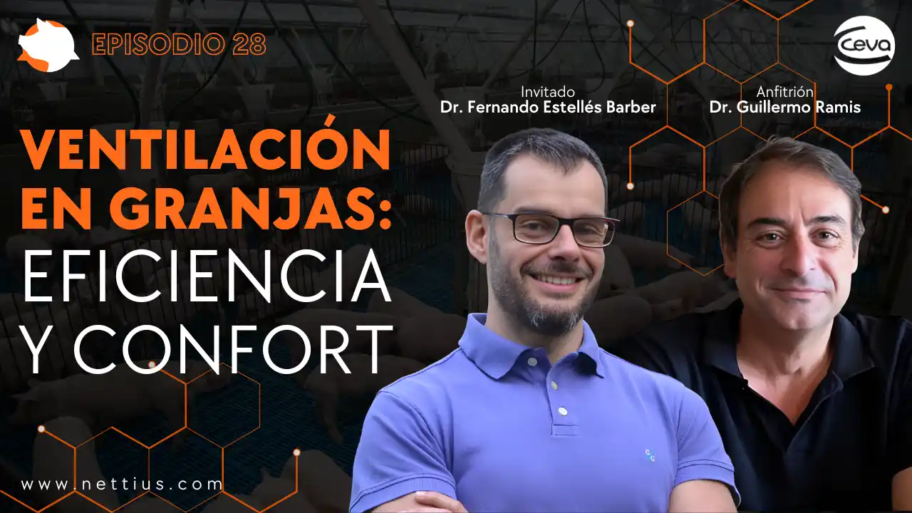 Ventilación en granjas porcinas para mejorar eficiencia y confort animal.