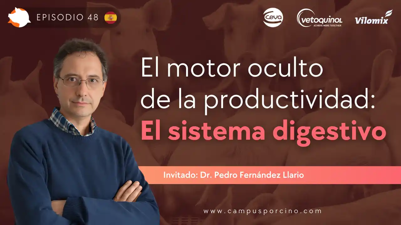 El sistema digestivo como motor de la productividad porcina - Dr. Pedro Fernández Llario.