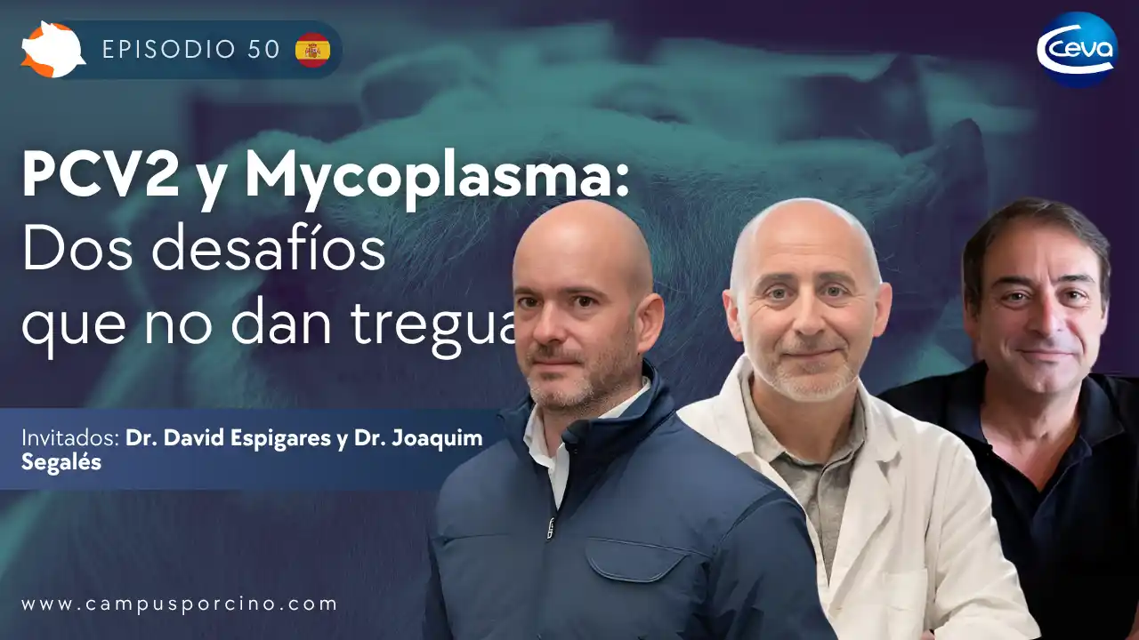 PCV2 y Mycoplasma: desafíos sanitarios persistentes en porcicultura - Dr. Joaquim Segalés y Dr. David Espigares.